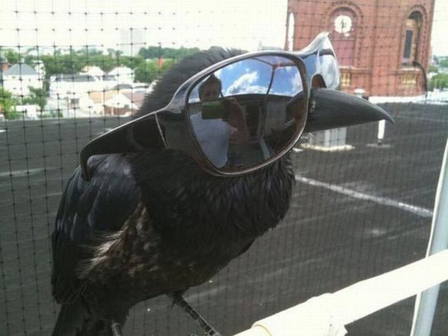Sheryl crow in sunglasses
