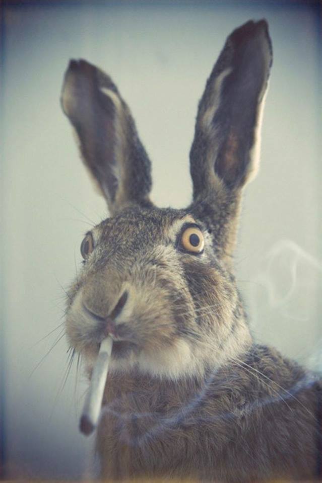 Tumblr p3bdc0 Qqd T1s7hlv7o1 640