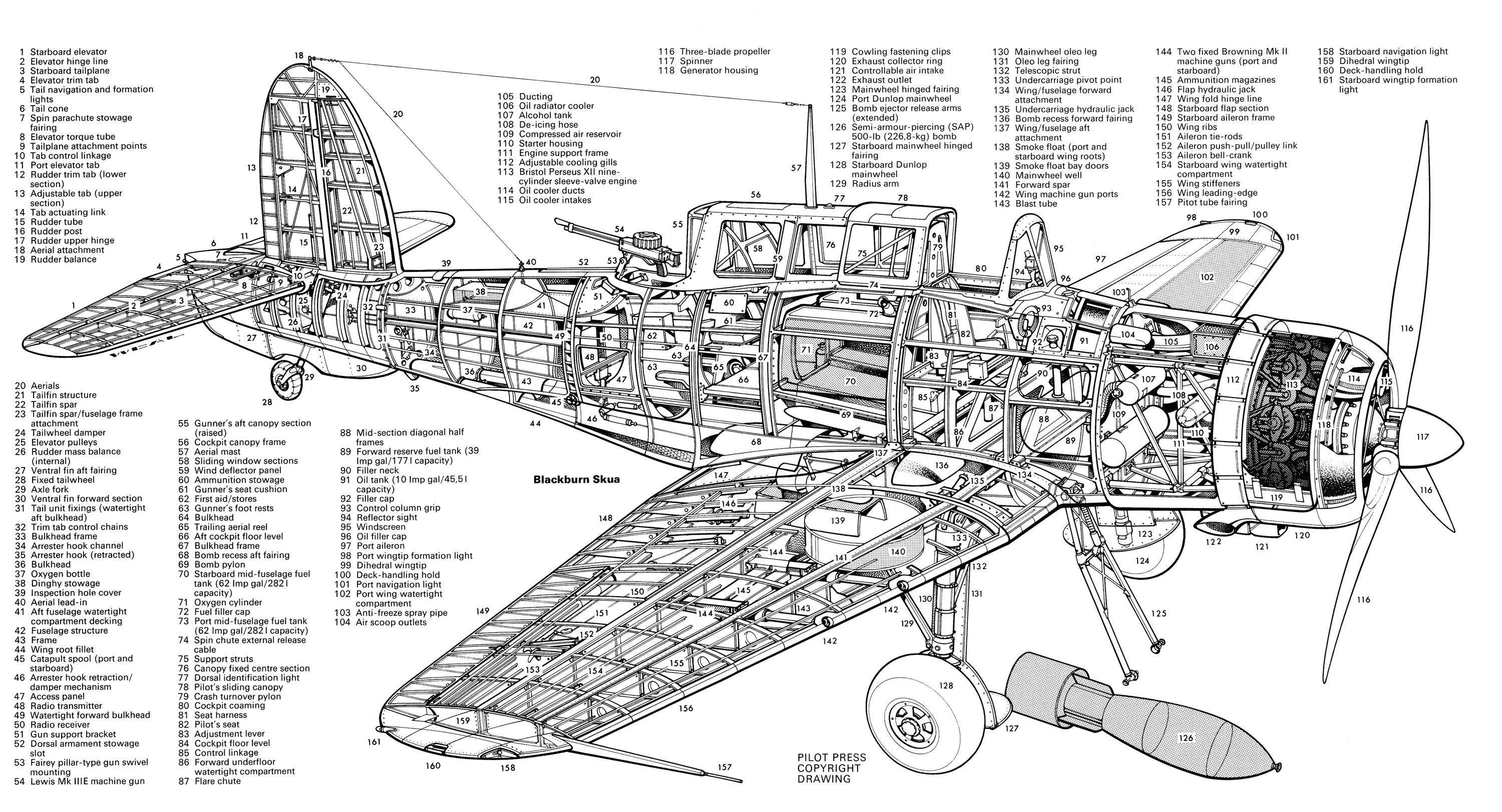 Skua cutaway